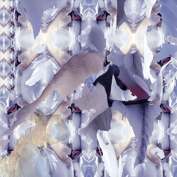 image sans cygne, 2024, Pigmentdruck, 80 x 80 cm